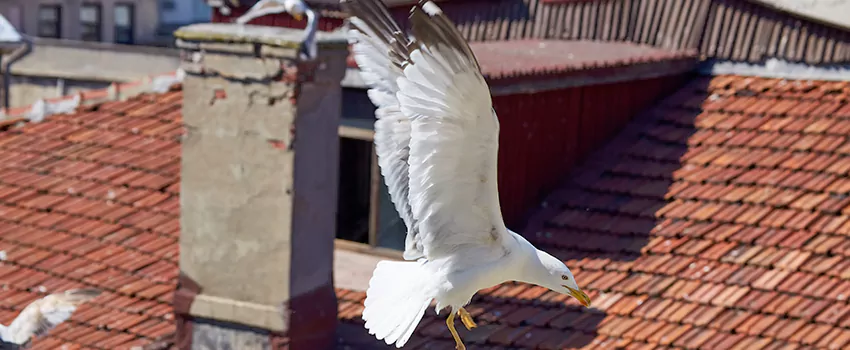 Residential Chimney Animal Removal Solution in Sahuarita, AZ