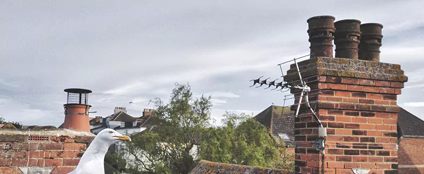 Chimney Cleaning And Restoration in Sahuarita, Arizona